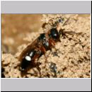 Harpactus lunatus - Grabwespe w02e - OS-Hollage Lehmkuhle.jpg